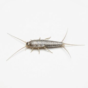 Close-up of Silver Fish Insect on White Background.