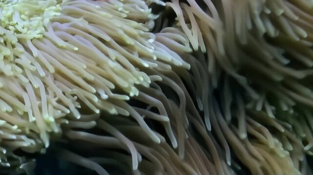 Underwater artistry unfolds. A clownfish gracefully weaves through the waving tendrils of its host anemone, in a dance of symbiotic life.