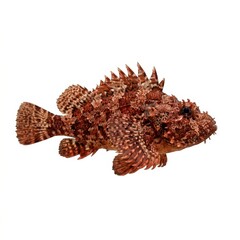 Obraz premium Close-up of a Spiny Fish with Textured Skin.