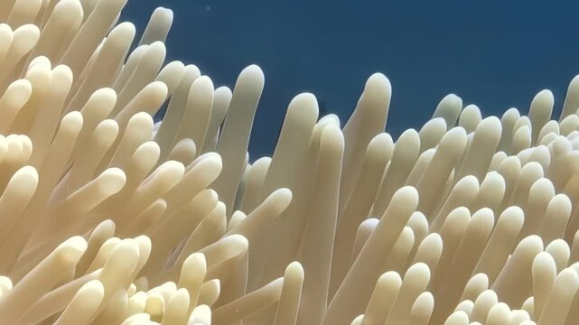 A radiant blush Clownfish gracefully swims among the flowing tentacles of its creamy Anemone home, showcasing a breathtaking underwater ballet. Life in the ocean is gorgeous