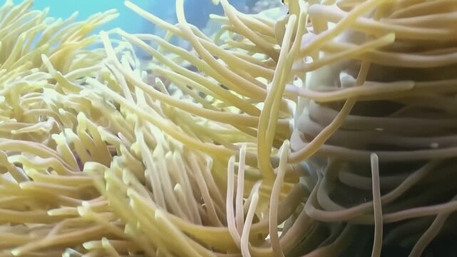A vibrant orange Clownfish gently swims through the protective embrace of its Anemone home in the dazzling blue waters of the Pacific Ocean. The tentacles sway with the current.