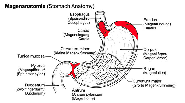 Stomach Anatomy Diagram: Esophagus, Fundus, Corpus, Pylorus, Duodenum