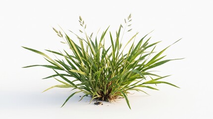 Fototapeta premium Fresh green ryegrass cluster with tall blades and seed heads against clean white background with captured sharp detail against pristine white backdrop natural clean aesthetic appeal