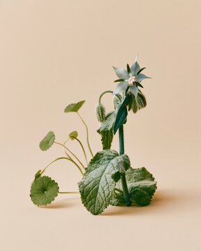 A blue borage flower and green leaves on a warm cream background, featuring fuzzy textures and soft lighting for botanical and herbal medicine themes