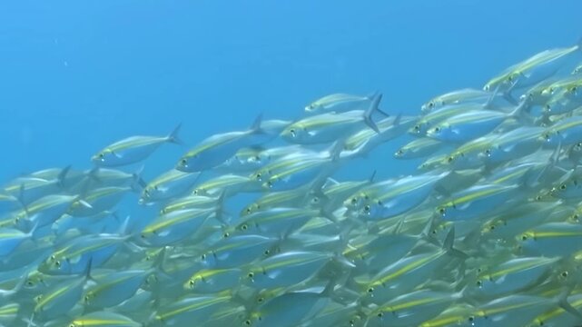 A vast school of vibrant Yellowstripe Scad gracefully navigates the clear blue ocean during the day.