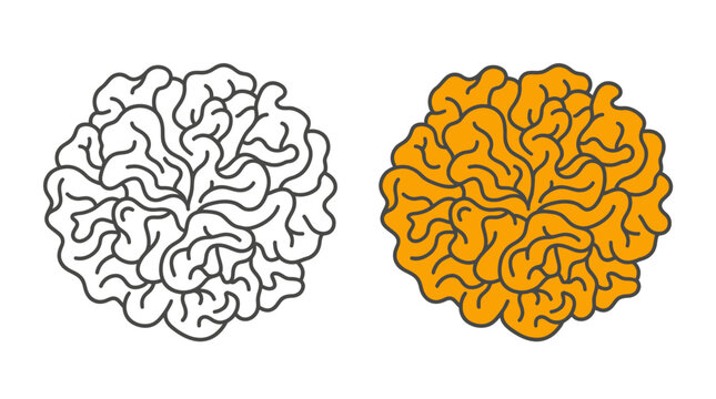 Hand drawn illustration of marigold flower heads in outline and colored versions.
