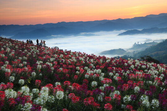 Doi Mon Mok Tawan , a perfect spot for sunrise  offering a beautiful foreground views of misty mountains
Ban Pa Wai , Phob Phra District, Tak province 
THAILAND 