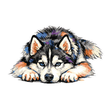 Charming watercolor vector illustration of a Siberian Husky with fluffy fur, natural tones, artistic brush effects, and a warm adorable pet design.