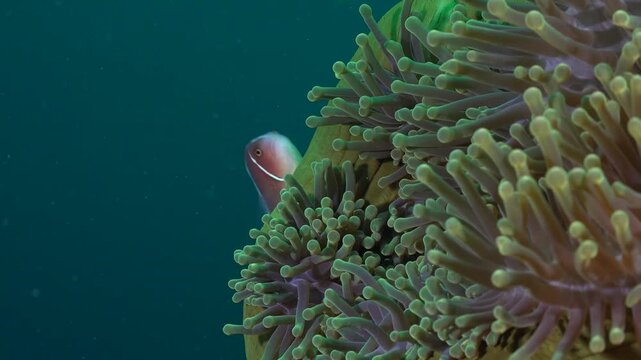 Pink skunk clownfish swimming through magnificent sea anemone tentacles underwater, vibrant marine life on tropical coral reef.