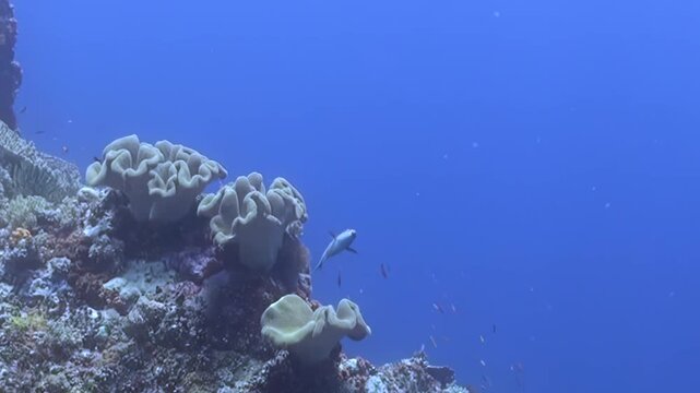 Beneath dazzling midday sun, majestic silver fish elegantly maneuvers through clear ocean depths, engaging in captivating pursuit of countless small, vibrant reef fish near ancient coral structure.