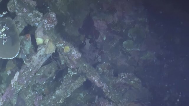 Submerged treasures unfold, showcasing a serene underwater realm. Majestic sponges and unique organisms adorn rocky ledges, thriving in the profound twilight of the deep ocean.