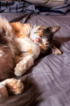 Sweet tricolor long-haired cat napping with curled paws, vertical shot