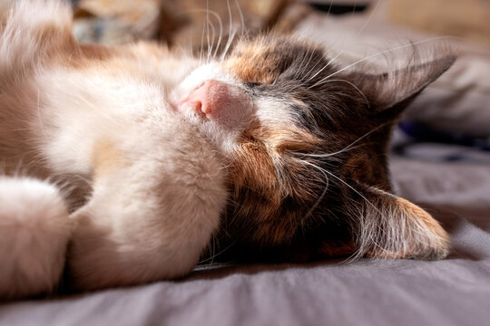 Close up of a fluffy calico cat sleeping peacefully on a grey bed sheet