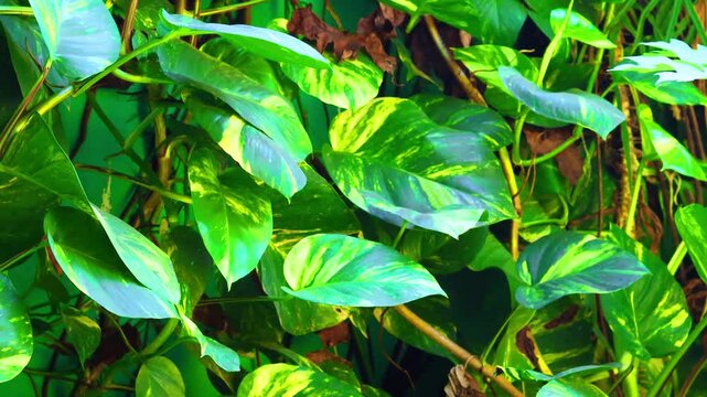 Golden pothos is a semi-epiphytic climbing plant that people usually plant to decorate their yards or rooms in the Araceae family of taro.