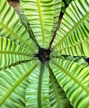 Top View of Bird&rsquo;s Nest Fern with Symmetrical Green Fronds