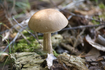 Fototapeta premium Leccinum scabrum mushroom growing on decaying wood in a forest setting