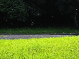 夏の公園にたくさんの赤トンボが飛んでました © 泰弘 奥本