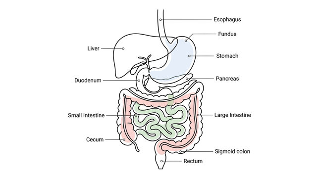 Diagram of Human Digestive System Organs