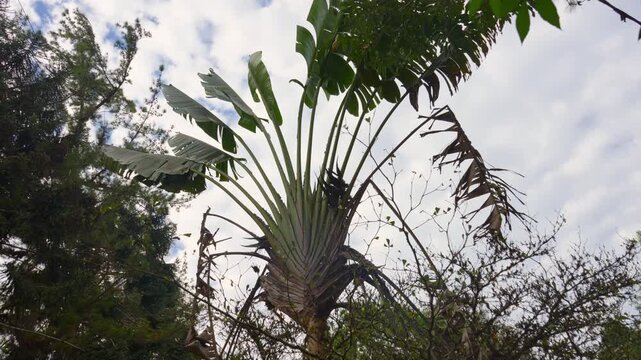 4K low angle view of an iconic traveler palm tree displaying its unique fan shaped leaves against a cloudy sky.
