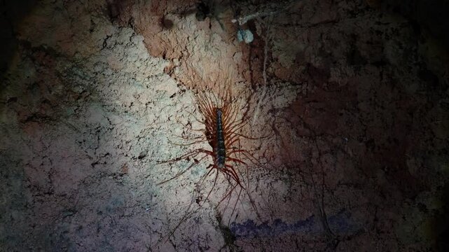 4K macro shot of a long legged scutigeromorpha house centipede resting on a soil wall during a night safari in Sepilok.