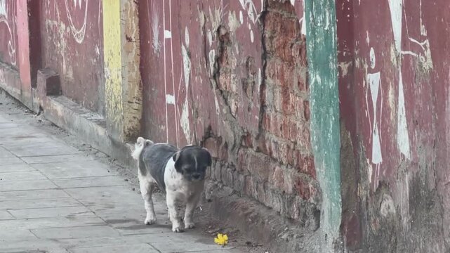The rare shih tzu dog on road