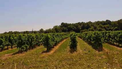 Obraz premium Lush Green Grapevine Rows in a Bordeaux Vineyard Under Clear Sky