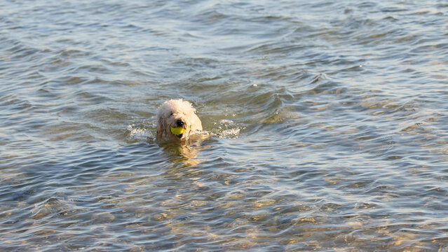 Golden Retriever Swimming in the Ocean with a Yellow Ball