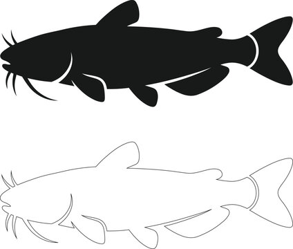 Black silhouette and white outline of a catfish with barbels, isolated on a white background, for fishing and, wildlife themes