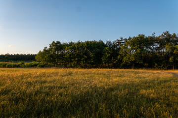 Panorama pola na tle lasu w krajobrazie wiejskim w porze letniej, pola kwitnące plony i drzewa w oddali na tle błękitnego nieba z niemalże bezchmurną pogodą © mbugajsky