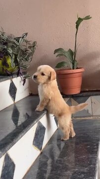 Adorable golden puppy climbing marble stairs in this charming domestic motion video clip of playful pets
