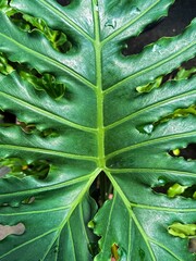 Close Up of Green Split Leaf Philodendron with Water Droplets © norfadilah