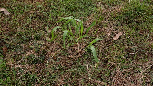 a horizontal high-angle close-up shot capturing a small tuft of fresh green wild grass growing in the middle of a dry, brown grassy lawn.