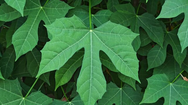 Chaya tree leaves vegetable