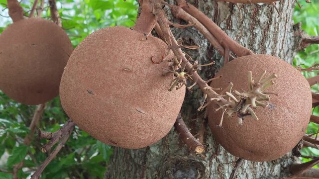Sal Tree Fruits Growing on Branch in Natural Forest