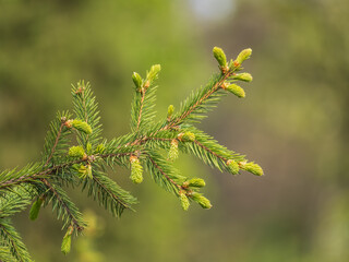 Closeup of fir branches with young buds. Spring nature concept. Fir branches with fresh shoots © Dmitrii Potashkin