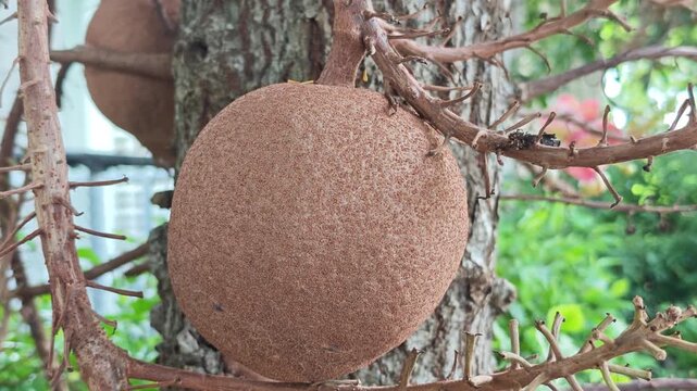 Sal Tree Fruits Growing on Branch in Natural Forest