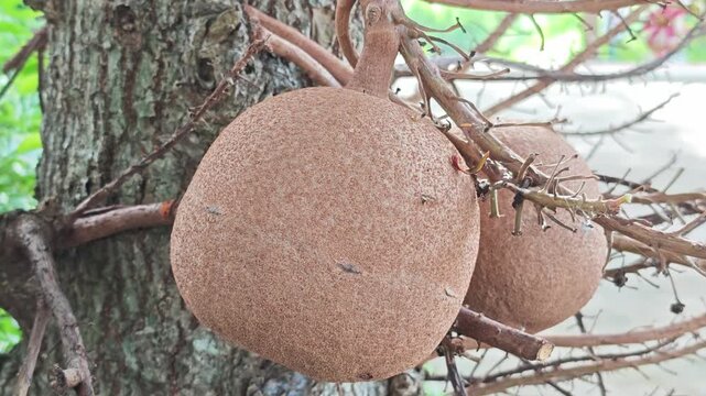 Sal Tree Fruits Growing on Branch in Natural Forest