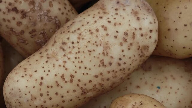Potatoes sold in supermarkets