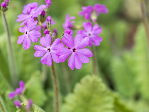 Japanese primrose, Primula sieboldii, Known also as Asiatic primrose and Cortusoides primula. Another scientific name is Primula patens.
