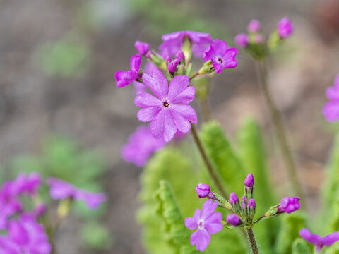 Japanese primrose, Primula sieboldii, Known also as Asiatic primrose and Cortusoides primula. Another scientific name is Primula patens.