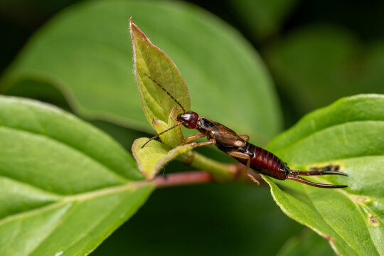European Earwig Crawling on Green Leaf