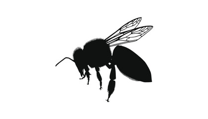 Fototapeta premium Bee with detailed wings rests in a side profile position against a stark and empty white background.