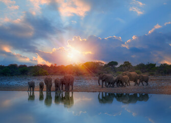 A group of elephant families go to the water's edge for a drink - African elephants standing near lake in Etosha National Park, Namibia © muratart