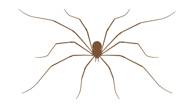 Brown silhouette of a long legged cellar spider isolated on white background