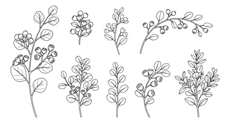 Hand drawn botanical branch vector set, minimalist floral line art illustrations, black and white eucalyptus and berry sprigs for wedding invitations © Muhammad