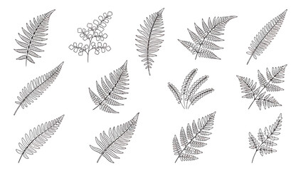 Minimalist fern leaf line art collection, 13 botanical vector illustrations, black and white tropical foliage silhouettes for elegant wedding stationery © Muhammad