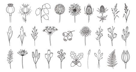 Hand drawn botanical line art collection, 27 minimalist wildflower and herb vector sketches, black ink floral elements for wedding invitations and branding © Muhammad