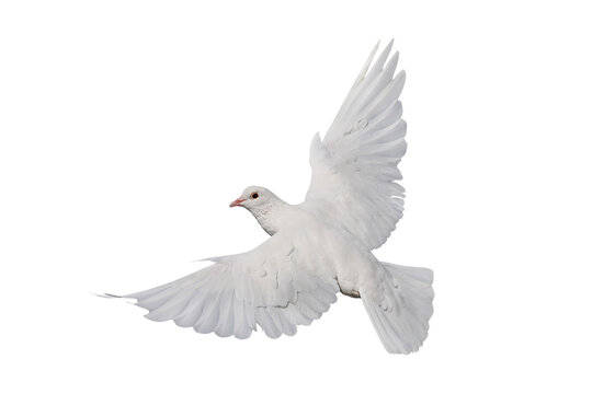 A white dove is a universal symbol representing peace, love, freedom, and purity. It is depicted isolated on transparent background.	