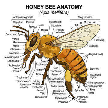 Detailed Honey Bee Anatomy Diagram