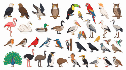 Obraz premium A premium vector illustration set featuring a diverse collection of popular bird species from around the world